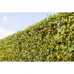 Liguster Grün Höhe Ca. 60 - 80 Cm Topf Ca. 3 L Ligustrum Vulgare Atrovirens -Günstiges Heissner Geschäft 4374906 3358 3