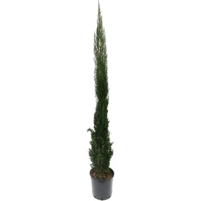 OBI Säulen-Zypresse "Totem" Höhe Ca. 125 Cm Topf Ca. 15 L Cupressus Sempervirens 3 OBI Säulen-Zypresse "Totem" Höhe Ca. 125 Cm Topf Ca. 15 L Cupressus Sempervirens