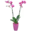 Schmetterlings-Orchidee 2-Trieber "Phantom" Im Glas-Gefäß -Günstiges Heissner Geschäft 4583258 4883 Orchidee