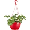 Erdbeer-Ampel Topf-Ø Ca. 25 Cm Fragaria -Günstiges Heissner Geschäft 490649 3358 1