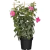 GROW By OBI Dipladenie Topf-Ø Ca.21 Cm Mandevilla -Günstiges Heissner Geschäft 490906