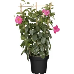 GROW By OBI Dipladenie Topf-Ø Ca.21 Cm Mandevilla