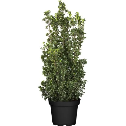 Stechpalme "Heckenstar" Höhe Ca. 80 - 100 Cm Topf Ca. 10 L Ilex Meserveae 3 Stechpalme "Heckenstar" Höhe Ca. 80 - 100 Cm Topf Ca. 10 L Ilex Meserveae