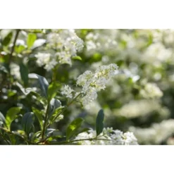 Liguster "Atrovirens" Höhe Ca. 80 - 100 Cm Topf Ca. 7,5 L Ligustrum Vulgare -Günstiges Heissner Geschäft 4941407 3358 4