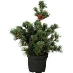 Kompakte Blaue Mädchen-Kiefer "Negishi" Höhe Ca. 50 - 60 Cm Topf Ca. 15 L