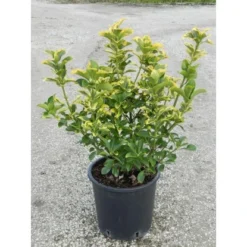 GROW By OBI Wacholder Verschiedene Sorten Höhe Ca. 60 Cm Topf Ca. 9 L Juniperus -Günstiges Heissner Geschäft 500449 4104 1 1