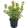 GROW By OBI Wacholder Verschiedene Sorten Höhe Ca. 60 Cm Topf Ca. 9 L Juniperus -Günstiges Heissner Geschäft 500449 4104 1