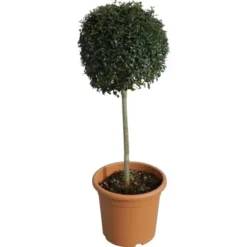 GROW By OBI Ionischer Liguster Höhe Ca. 65 Cm Topf Ca. 9 L Ligustrum