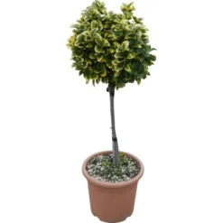 OBI Japanischer Spindelstrauch "Elegantissimus Aureus" Höhe Ca.65 Cm Topf Ca.9 L 7 OBI Japanischer Spindelstrauch "Elegantissimus Aureus" Höhe Ca.65 Cm Topf Ca.9 L -Günstiges Heissner Geschäft 501257 4104 1