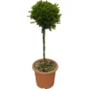 GROW By OBI Buchsbaum "Faulkner" Höhe Ca. 65 Cm Topf Ca. 9 L Buxus