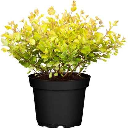 Zwergbirke "Golden Treasure" Höhe Ca. 30 - 40 Cm Topf Ca. 6 L Betula Nana 3 Zwergbirke "Golden Treasure" Höhe Ca. 30 - 40 Cm Topf Ca. 6 L Betula Nana