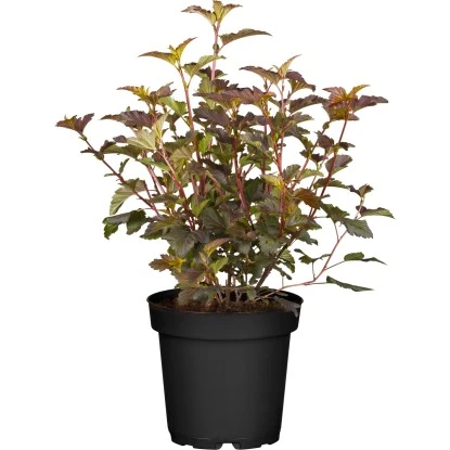 Blasenspiere "Amber Jubilee" Creme Höhe Ca. 50 - 60 Cm Topf Ca. 12,8 L 3 Blasenspiere "Amber Jubilee" Creme Höhe Ca. 50 - 60 Cm Topf Ca. 12,8 L