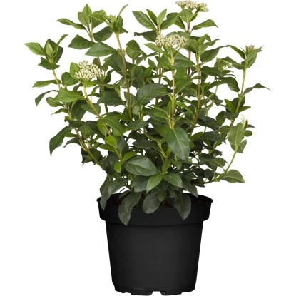 OBI Lorbeer-Schneeball Rosa Höhe Ca. 80 - 100 Cm Topf Ca. 30 L Viburnum Tinus 3 OBI Lorbeer-Schneeball Rosa Höhe Ca. 80 - 100 Cm Topf Ca. 30 L Viburnum Tinus