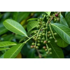 Kirschlorbeer "Green Torch" Höhe Ca. 60 - 80 Cm Topf Ca. 7,5 L Prunus -Günstiges Heissner Geschäft 5034616 3358 2