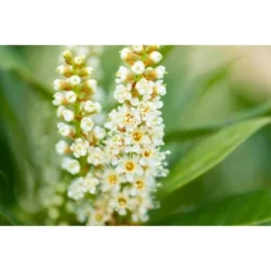 Kirschlorbeer "Green Torch" Höhe Ca. 60 - 80 Cm Topf Ca. 7,5 L Prunus -Günstiges Heissner Geschäft 5034616 3358 3