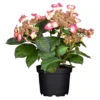 OBI Bauernhortensie "Tiffany" Rosa Höhe Ca. 50 - 60 Cm Topf Ca. 5 L Hydrangea