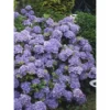 Tellerhortensie "Black Diamonds" Blau Höhe Ca. 50 - 60 Cm Topf Ca. 5 L Hydrangea -Günstiges Heissner Geschäft 5060cm topf 5l hydrangea 1 3