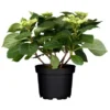 OBI Bauernhortensie "Tiffany" Blau Höhe Ca. 50 - 60 Cm Topf Ca. 5 L Hydrangea -Günstiges Heissner Geschäft 5060cm topf 5l hydrangea 1 4