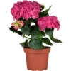 Bauernhortensie "Pink Pop" Rosa Höhe Ca. 50 - 60 Cm Topf Ca. 5 L Hydrangea -Günstiges Heissner Geschäft 5060cm topf 5l hydrangea 1 6