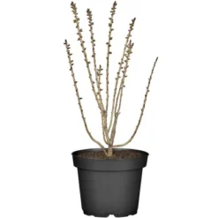 Märzenseidelbast "Rubra" Rot Höhe Ca. 40 - 50 Cm Topf Ca. 5 L Daphne