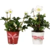 Christrose Im Weihnachtstopf Aus Zink Topf Ø Ca. 12 Cm Helleborus Niger -Günstiges Heissner Geschäft 5197512 4883 1
