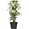 OBI Roseneibisch Rosa Höhe Ca. 30 - 40 Cm Topf Ca. 3 L Hibiscus -Günstiges Heissner Geschäft 522215 3358 1