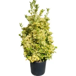 OBI Japanischer Spindelstrauch "Elegantissimus Aureus" Höhe Ca.90 Cm Topf Ca.18l -Günstiges Heissner Geschäft 526333 4104 1