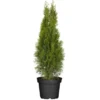 Lebensbaum "Brabant" Topf-Ø Ca. 22 Cm Thuja Occidentalis -Günstiges Heissner Geschäft 5754452 3358 01