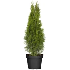 Lebensbaum "Brabant" Topf-Ø Ca. 22 Cm Thuja Occidentalis