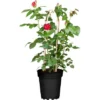 Edelrose Rot Lizenz Höhe Ca. 20 - 30 Cm Topf Ca. 3 L Rosa Hybride -Günstiges Heissner Geschäft 575732 3358 1