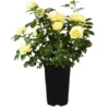 Edelrose Gelb Lizenz Höhe Ca. 20 - 30 Cm Topf Ca. 3 L Rosa Hybride -Günstiges Heissner Geschäft 575771 3358 1