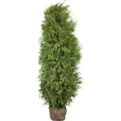 Lebensbaum "Brabant" Set à 45 Stück Höhe Ca. 80 - 100 Cm Ballenware Thuja
