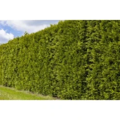 Lebensbaum "Smaragd" Set à 30 Stück Höhe Ca. 100 - 120 Cm Ballenware Thuja -Günstiges Heissner Geschäft 5762539 3358 3