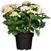 GROW By OBI Bauernhortensie "Chamaeleon" Höhe Ca. 20-30cm Topf Ca. 5 L Hydrangea 1 GROW By OBI Bauernhortensie "Chamaeleon" Höhe Ca. 20-30cm Topf Ca. 5 L Hydrangea -Günstiges Heissner Geschäft 587689 3358 75