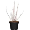OBI Gartenjasmin "Snowbelle" Weiß Höhe Ca. 30 - 40 Cm Topf Ca. 4,6 L -Günstiges Heissner Geschäft 587877 3358 78