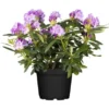 OBI Rhododendron Lila Höhe Ca. 40 - 50 Cm Topf Ca. 10 L Rhododendron Hybride -Günstiges Heissner Geschäft 588218 3358 41