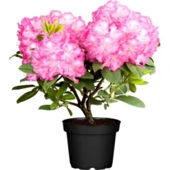 OBI Rhododendron Rosa Höhe Ca. 40 - 50 Cm Topf Ca. 10 L Rhododendron