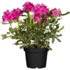 OBI Rhododendron Rot Höhe Ca. 40 - 50 Cm Topf Ca. 10 L Rhododendron Hybride -Günstiges Heissner Geschäft 588251 3358 43
