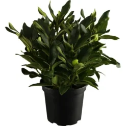 OBI Rhododendron Weiß Höhe Ca. 40 - 50 Cm Topf Ca. 10 L Rhododendron Hybride