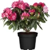 OBI Rhododendron Rot Höhe Ca. 60 - 80 Cm Topf Ca. 30 L Rhododendron Hybride -Günstiges Heissner Geschäft 588297 3358 47