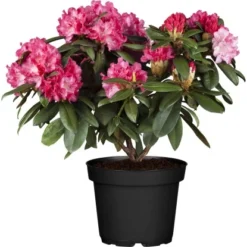 OBI Rhododendron Rot Höhe Ca. 60 - 80 Cm Topf Ca. 30 L Rhododendron Hybride