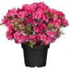 GROW By OBI Japanische Azalee "Canzonetta" Rot Höhe Ca.20 - 25 Cm Topf Ca. 4,6 L -Günstiges Heissner Geschäft 588307 3358 50