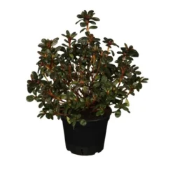 Japanische Azalee "Pink Poetry" Rosa-Weiß Höhe Ca. 20 - 25 Cm Topf Ca.2 L Azalea