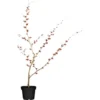 Zaubernuss Höhe Ca. 40 -50 Cm Topf Ca. 5 L Hamamelis -Günstiges Heissner Geschäft 588729 3358 12