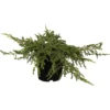 Kriech-Wacholder "Repanda" Höhe 30 - 40 Cm Topf Ca. 5 L Juniperus Communis -Günstiges Heissner Geschäft 588865 3358 21