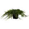 Kriech-Wacholder "Prince Of Wales" Höhe 30 - 40 Cm Topf Ca. 5 L Juniperus