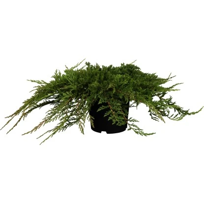 Kriech-Wacholder "Prince Of Wales" Höhe 30 - 40 Cm Topf Ca. 5 L Juniperus 3 Kriech-Wacholder "Prince Of Wales" Höhe 30 - 40 Cm Topf Ca. 5 L Juniperus