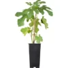 Feige Weiß Topf Ca. 2 L Ficus Carica -Günstiges Heissner Geschäft 588976 3358 32