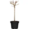 Pfirsich Höhe Ca. 40 - 60 Cm Topf Ca. 5 L Prunus Persica -Günstiges Heissner Geschäft 589152 3358 34