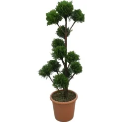 OBI Riesenzypresse "Pyramidalis" Höhe Ca.100-120 Cm Topf Ca.14 L Cupressocyparis